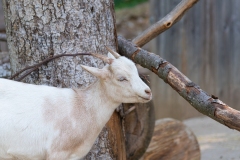 Capra1
