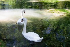 Cigno1
