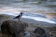 Cornacchia1