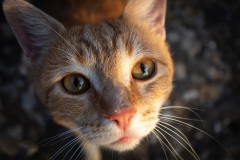 Gatto1
