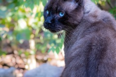 Gatto4