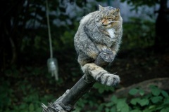 Gatto5