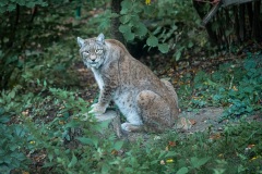 Lince1