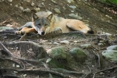 Lupo4