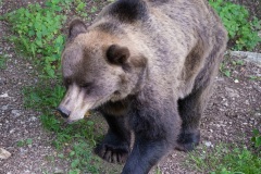 Orso1