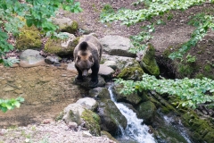 Orso2