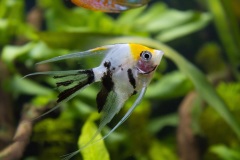 Pesce1