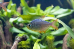 Pesce2