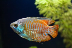 Pesce3