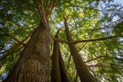 AlberodalBassoHDR