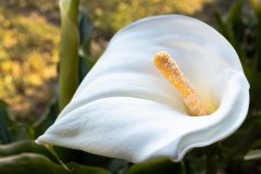 Calla1-scaled