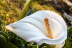 Calla2-scaled