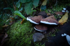 Funghi