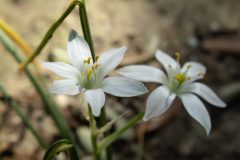 StellaBetlemme-scaled