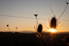 TramontoArbustiInverno