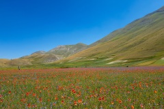 Piana di Castelluccio di Norcia durante la Fioritura (PG)