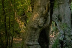 Albero del Bosco del Sasseto (VT)