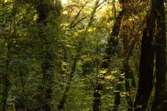 Sole Estivo di Tardo Pomeriggio filtra nel Bosco del Sasseto (VT)