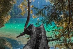 Lago di Tovel (TN) in Autunno - Albero Caduto