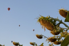 Mongolfiere1